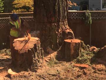 Tree Removal and Stump Service